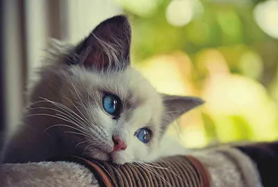 Purrmanently Sad Cat, или Мурманентно грустный котёнок (9 фото) |  Purrmanently Sad Cat, sad or Armamento kitten (9 photos) | healthcare911