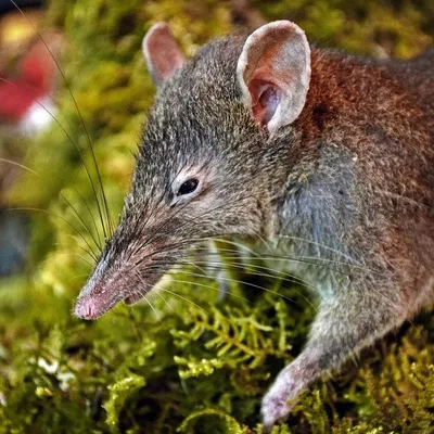 Опасность грызунов (крысы, мыши, кроты) и места их обитания