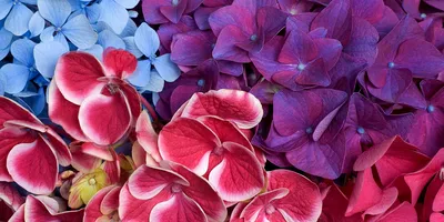 Топ самых популярных и красивых цветов в мире — Читайте в блоге «Городской  Базы Цветов»