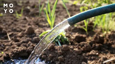 Капельный полив огорода | Системы капельного полива для дачи огорода