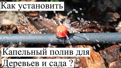 Капельный полив на даче | KR-News.Ru - Информационный портал Ростовской  области