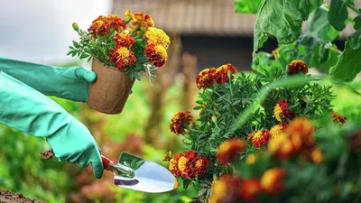 Купить Бархатцы пр. Бурке Гольд (Тагетес), смесь семена цветов однолетних с  доставкой почтой в Минске