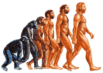 Лекция «Эволюция человека» — Свердловский областной краеведческий музей  имени О.Е. Клера