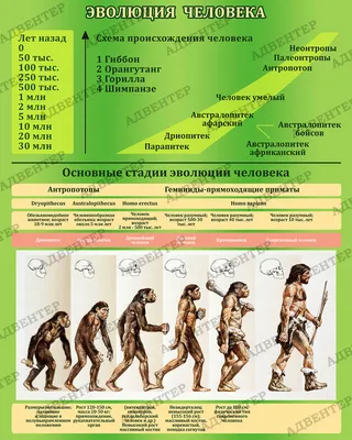 Эволюция человека остановилась - ученые - РИА Новости, 08.10.2008
