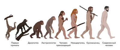 Происхождение человека • Биология, Эволюция • Фоксфорд Учебник