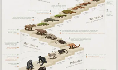 Урок биологии по теме \"Эволюция человека\". 9-й класс
