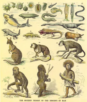 Эволюция человека с человеком фотографа с треногой Иллюстрация штока -  иллюстрации насчитывающей вид, шимпанзе: 152800592