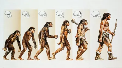 Скачать обои Обезьяна, Человек, Арт, Стадии эволюции человека, От обезьяны  к человеку, Эволюция человека, Антропогенез, раздел арт в разрешении  2560x1440