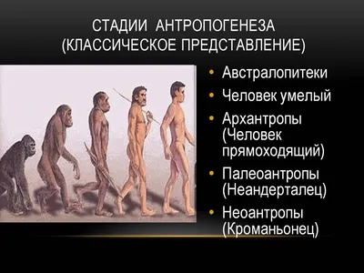 Теория эволюции человека От обезьяны к человеку Винтажное гравирование  Иллюстрация вектора - иллюстрации насчитывающей неандерталец, человечество:  156421303