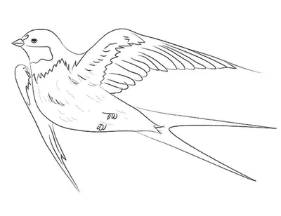 Сто летающих ласточек Векторная иллюстрация мультипликационных ласточек для  детей Цветные чертежи птиц Иллюстрация вектора - иллюстрации насчитывающей  ангстрома, красно: 159830158