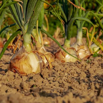 Когда и как правильно весной сажать лук в открытый грунт - Agro-Market