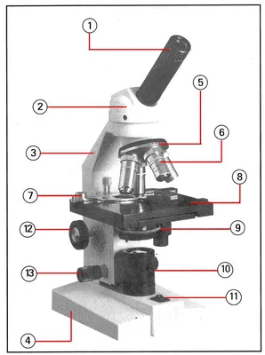 Картинка микроскопа без обозначений обои