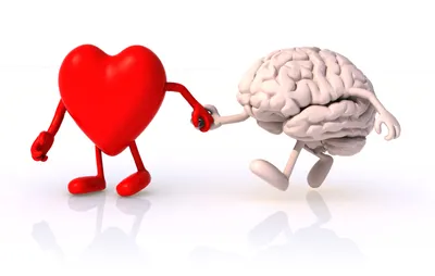 Картинка мозг и сердце обои
