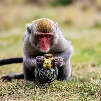 Картинка обезьяна с гранатой обои