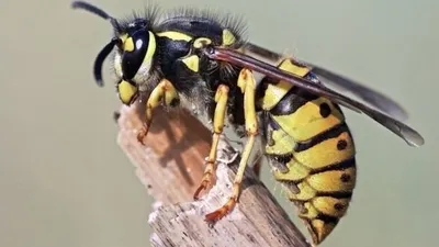 Зачем вообще нужны осы? - BBC News Україна