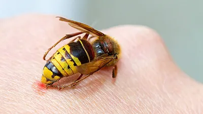 Осы: насекомые, которые едят насекомых» — создано в Шедевруме