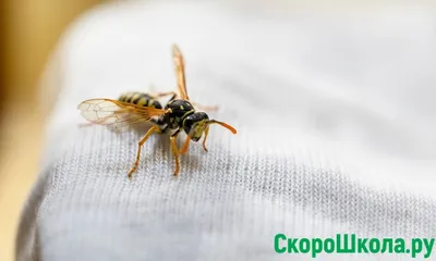 Как защититься от осы