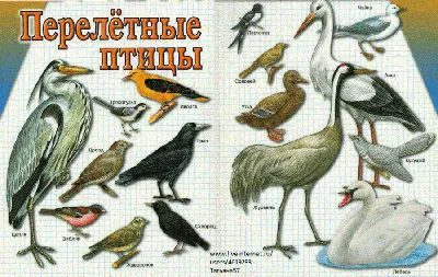 Картинка перелетные птицы для детей обои