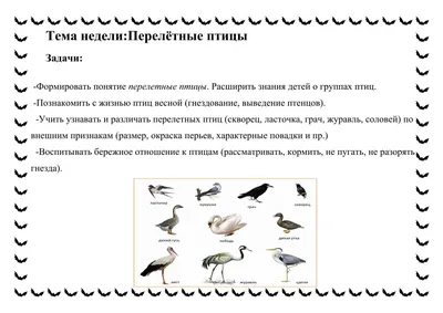 Перелетные птицы России. Плакат - купить с доставкой по выгодным ценам в  интернет-магазине OZON (277860496)