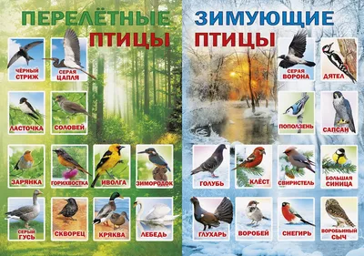 9-27 Летят перелётные птицы (Раиса Пацук) / Стихи.ру