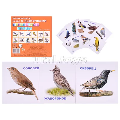 Познаем мир вокруг нас книги для детей Перелетные птицы Алтей и Ко 13148927  купить за 277 ₽ в интернет-магазине Wildberries
