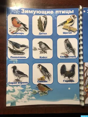 rgdb.ru - Эколекция в РГДБ: «Перелётные птицы: юг или север?»