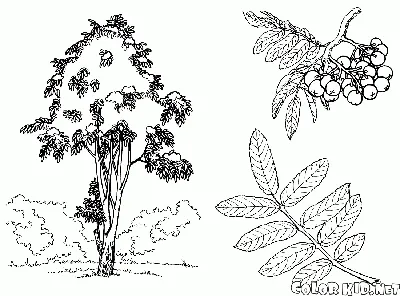 Дерево рисунок раскраска без листьев (42 фото) » рисунки для срисовки на  Газ-квас.ком
