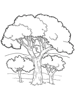 Раскраска дерево - Раскраски для детей