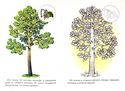 Книжка-раскраска Дерево Яблоко Миндаль Чайлд, albero della vita, лист,  филиал, монохромный png | Klipartz