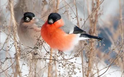 Зимняя птица Снегирь — раскраска для детей. Распечатать бесплатно.