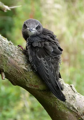 File:Чёрный стриж - птица года.jpg - Wikimedia Commons