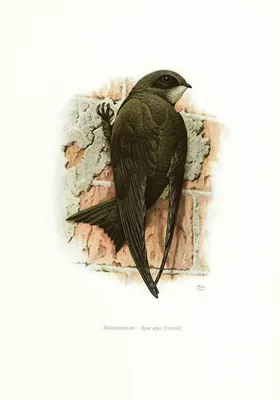 Чёрный стриж, или башенный стриж — Apus apus / Галерея / Птицы России