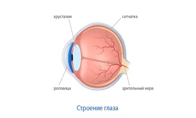 Eye anatomy - Анатомия глаза на английском языке