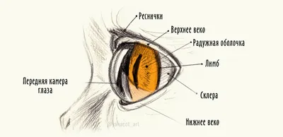 Строение глаза (анатомия человека), плакат глянцевый холст от 200 г/кв.м,  размер A1+ - купить с доставкой по выгодным ценам в интернет-магазине OZON  (974368112)