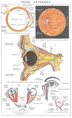 Интерактивный электрифицированный стенд \"Строение органа зрения человека\" с  3D-макетом (раздел «Офтальмология») | Купить учебное оборудование по  доступным ценам в ПО «Зарница»