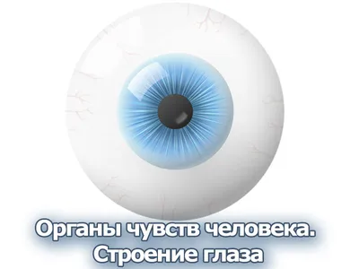 Барельефная модель «Строение глаза человека» - Оборудование для образования