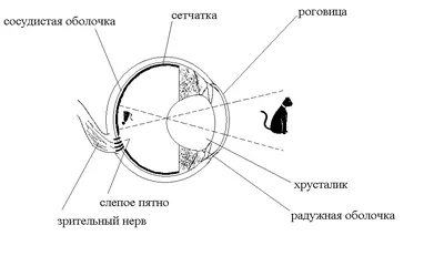 Особенности механизмов зрения птиц