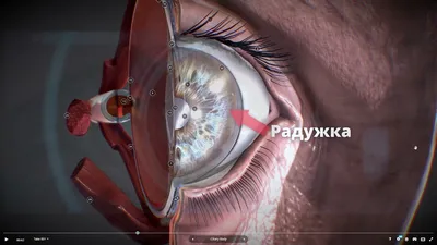 Лэпбук Глаза — изучаем тело человека