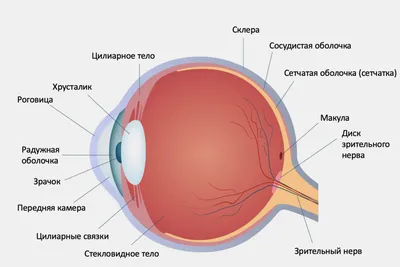 Анатомия глаза - Катаракта Центр