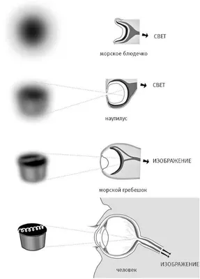 Строение глаза человека | Анатомия | Биология