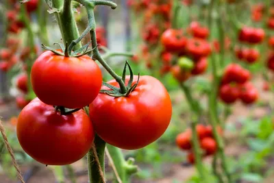 Как выбрать идеальный сорт томатов? — Ботаничка