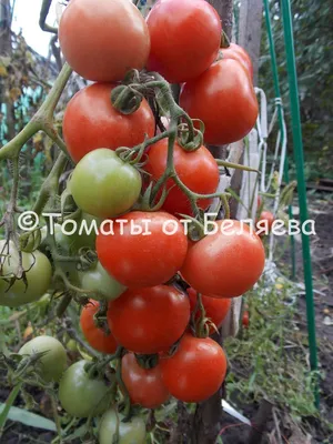 Высокопродуктивный красный сливовидный томат Роминдо F1 от компании  «Сингента» | «Сингента» в России