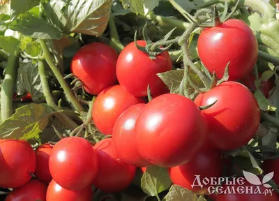 Отдача F1 - ярко-красный томат для поля, купить в Добрые Семена.ру