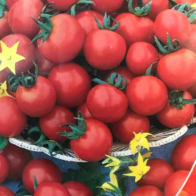 Томат Уральский Розовый - купить семена овощей с доставкой по Украине в  магазине Добродар