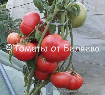 Томат Девица-красавица F1 15шт, семена | Купить в интернет магазине Аэлита