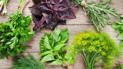 Пять самых полезных видов листовой зелени, по мнению диетологов — Ferra.ru