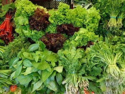 Роспотребнадзор рассказал, какие виды зелени выбрать для питания в мае - В  регионе - РИАМО в Мытищах