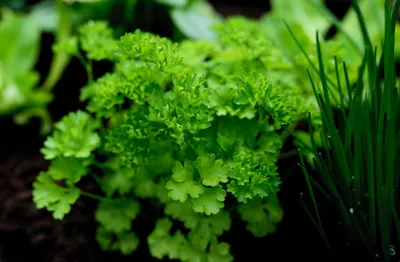 Польза зелени для организма | Почему нужно есть салат из зелени каждый  день? 🥗 - YouTube