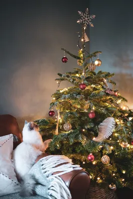 Рождество Рождество Звезда Вифлеема Опен, новогодняя елка, угол, праздники,  треугольник png | Klipartz