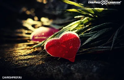 Как можно провести День влюбленных? Что можно сделать на 14 февраля?